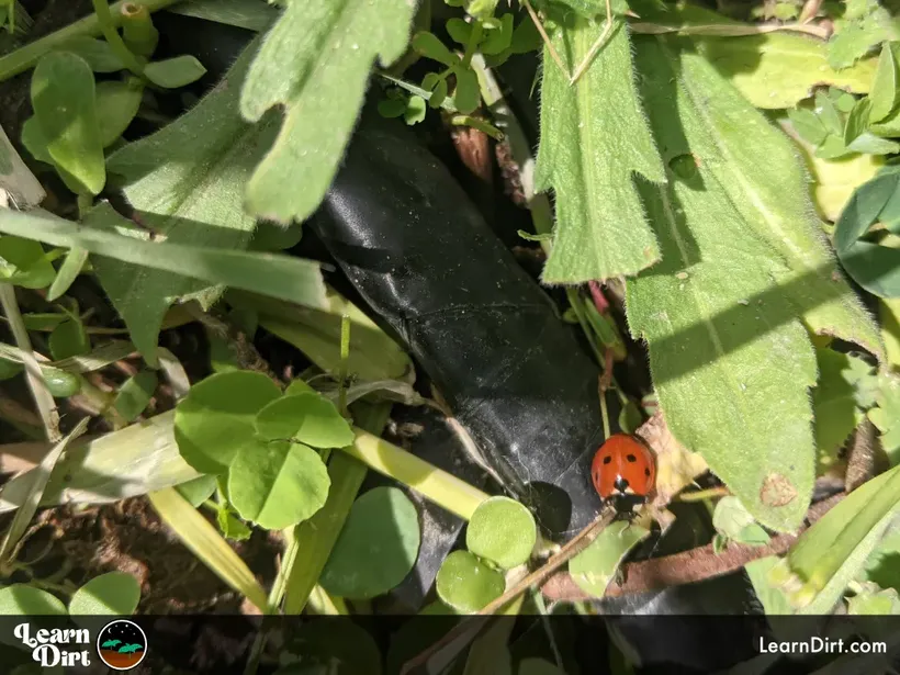 ladybug in garden on drip line organic pest control