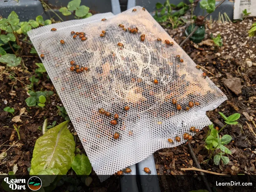 ladybugs released in garden from sachet beneficial predator organic