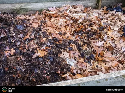 Curious about leaf mould? We'll cover what it is, why you should make some, and how to do it here!