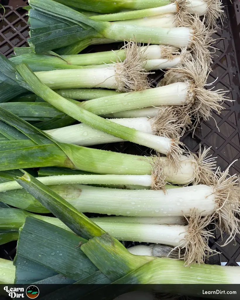 leeks fresh wet organic white stems from garden in plastic crate