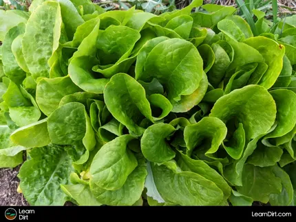 Never buy grocery store lettuce again! Growing lettuce is quick and easy, and we've got tons of tips and tricks for you.