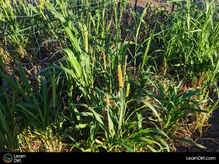 If you've ever asked yourself: why should I plant cover crops? You're not along! Cover crops can be confusing, but we break it all down here