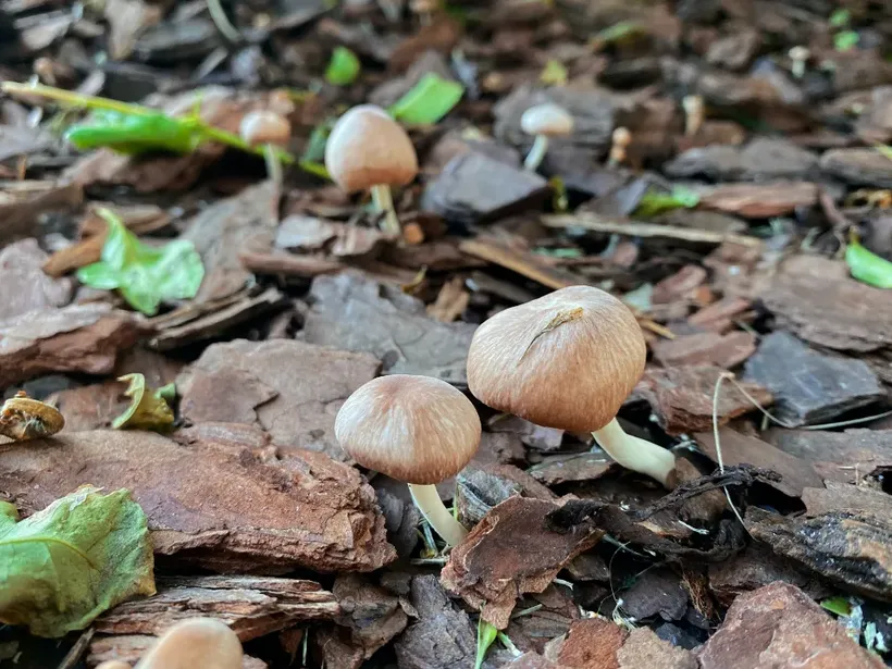 small mushrooms growing out of wood chips