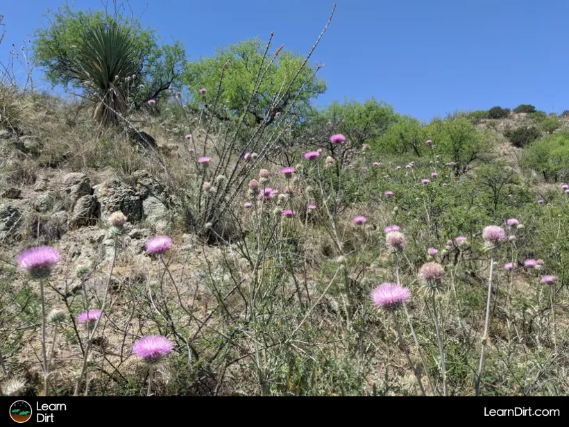 new mexico thisle cirsium neomexicanum growing on hillside sonoran desert pink flowers blooming