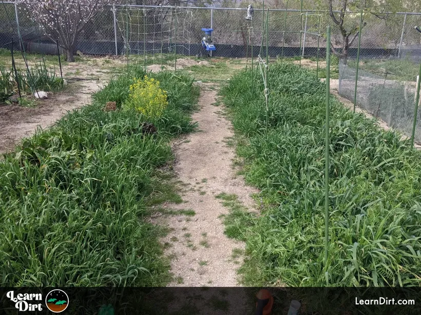 oats growing as cover crop in tucson early march