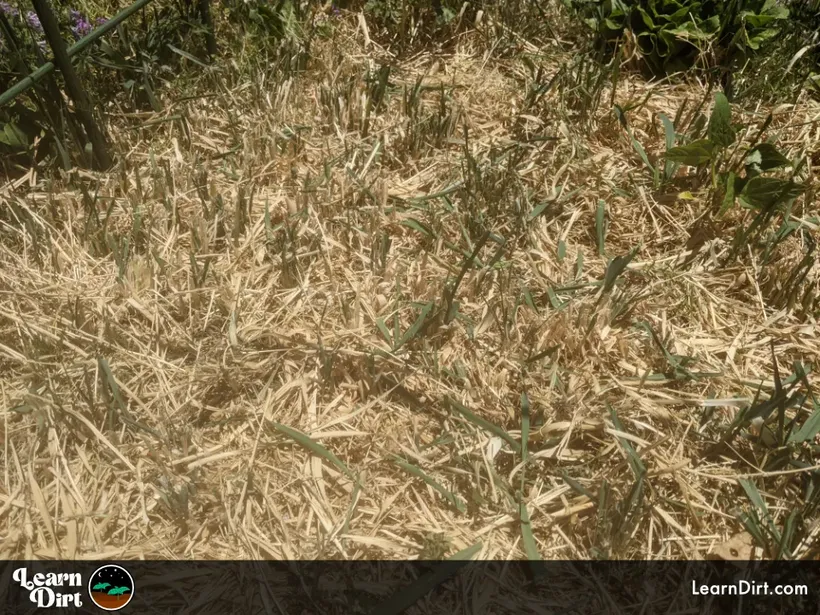 oats chopped and mulched but growing back