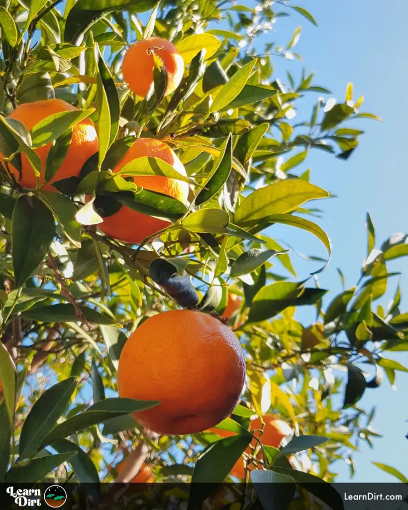 orange tree ripe organic oranges blue sky behind looking up regenerative citrus 1