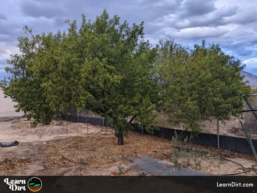 peach tree organic in desert garden with mulch stone fruit hot climate drylands growing 1