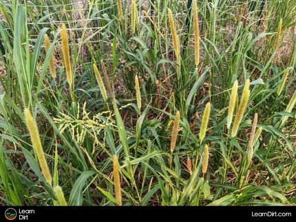 Looking to get into cover crops but aren't sure which ones? We'll discuss how to determine the best cover crops for your region.