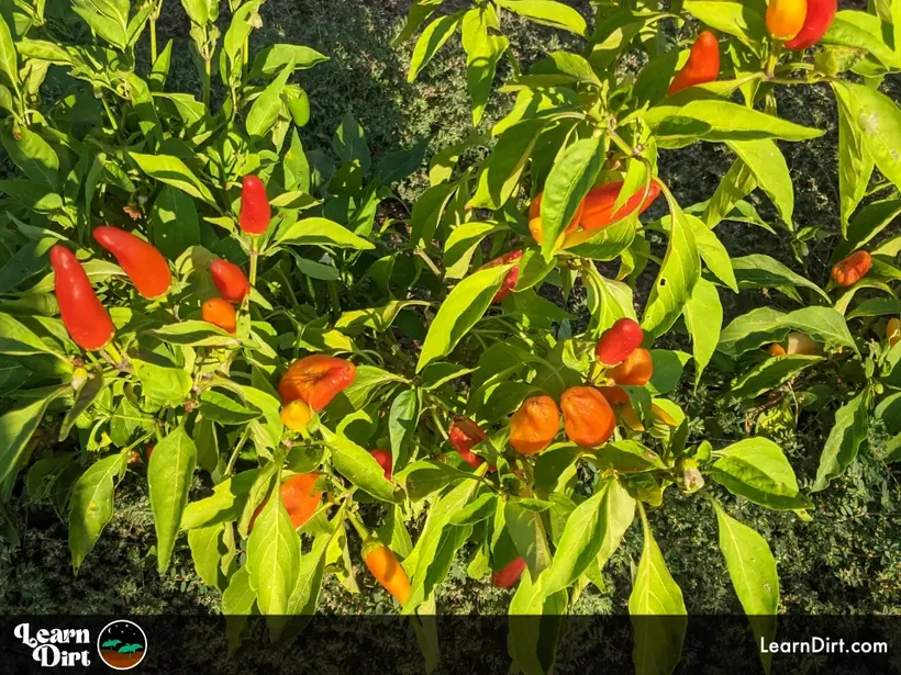 peppers growing in september desert gardening