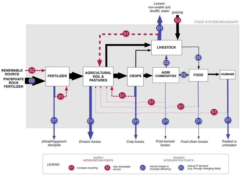 phosphorous cycling in agricultural systems