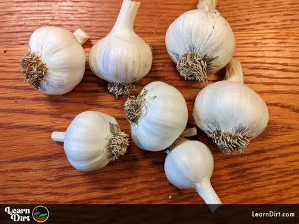 witness the transformation that will make your garlic last until the next planting season with this guide on how to cure garlic for storage.