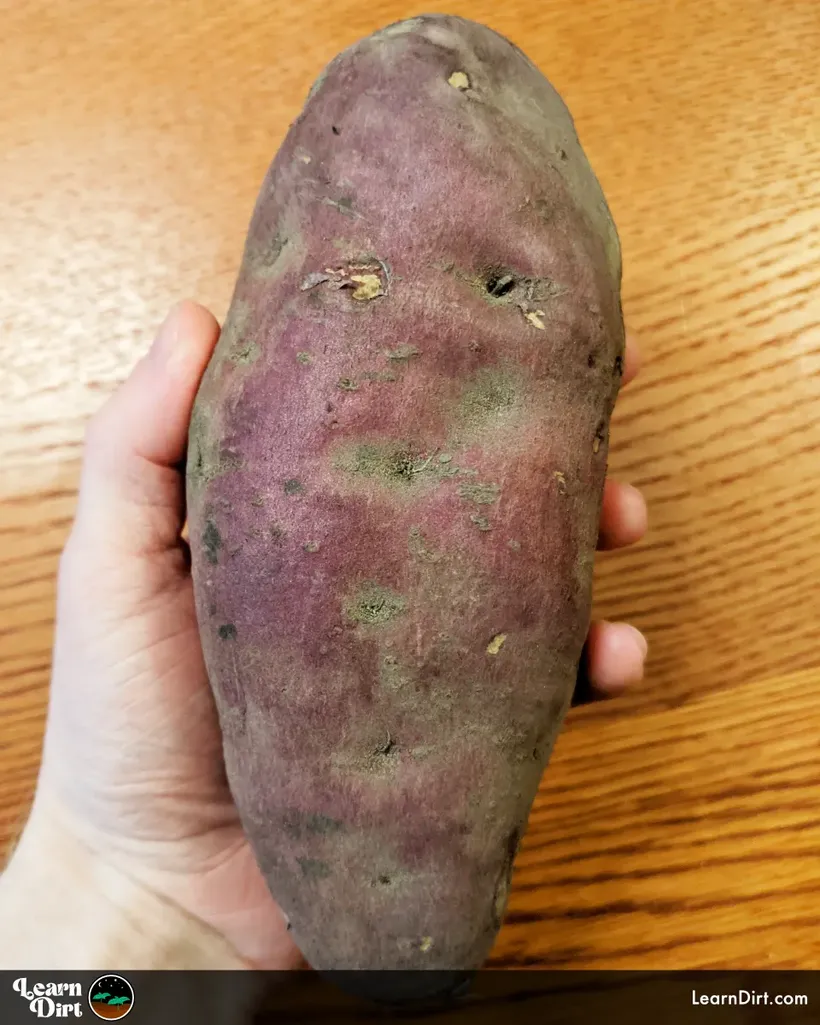 purple asian sweet potato cured for storage held in hand wood grain background