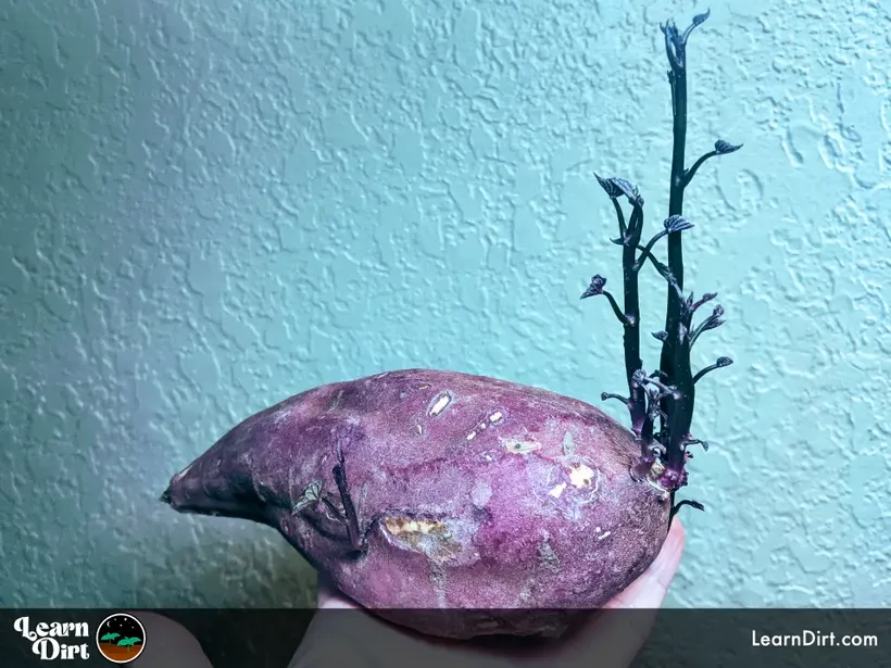 purple sweet potato asian sweet potato sprouting new slips purple and blue held in hand