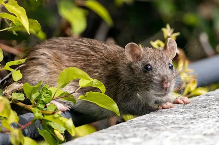 Dealing with rats is a pain, especially when they're eating your produce. We'll talk about how to deal with rats in the garden.