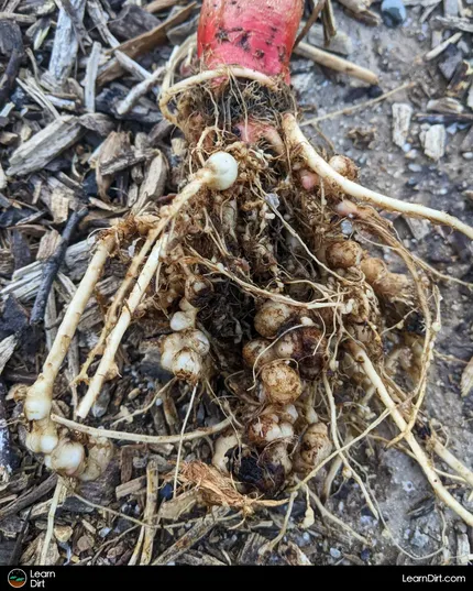 root-knot nematodes parasitize the roots of many plants, reducing their ability to uptake water and nutrients.