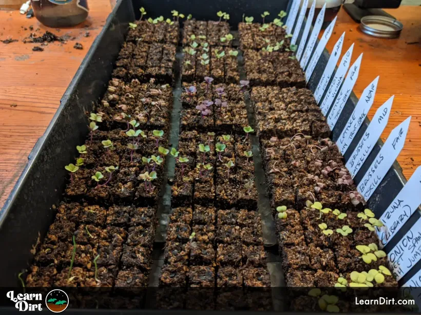 seed starting seedling tray winter brassicas micro soil blocks