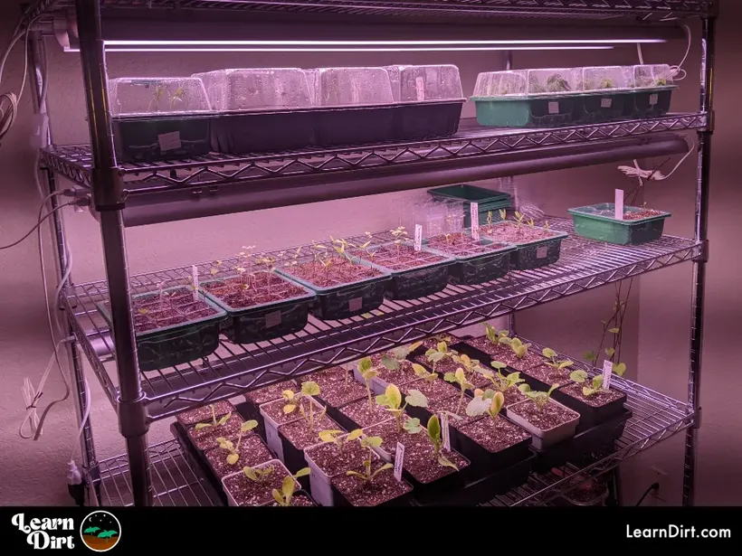 seedling rack with led lights for germination