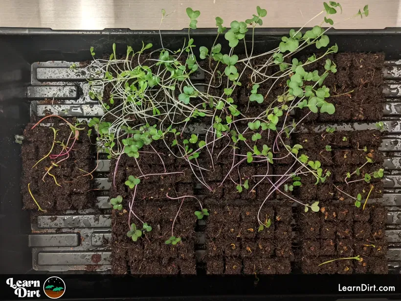 seedling tray leggy sprouts tipping over different germination times micro soil blocks 1