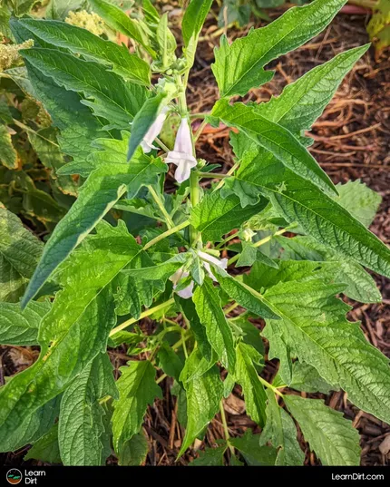 Sesame is often overlooked by home gardeners, but it's an awesome plant that produces a lot of seeds and looks great while doing it.