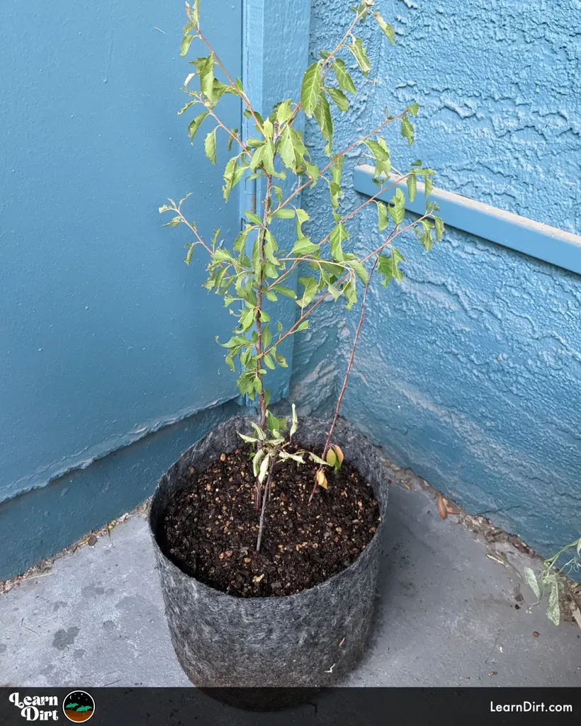 small apricot tree in fabric pot blue background