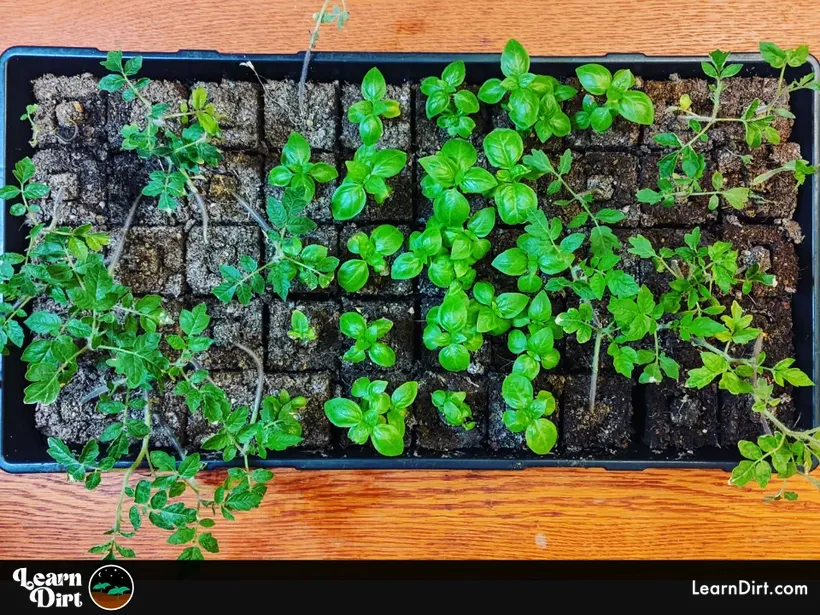 soil block tray intensive gardening tomatoes basil 2 inch micro 50 blocks wood background