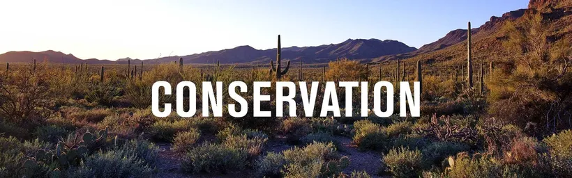 sonoran desert water conservation