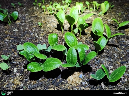 Soil had to come from somewhere originally, but the question is where? Let's talk about the first soils on Earth...