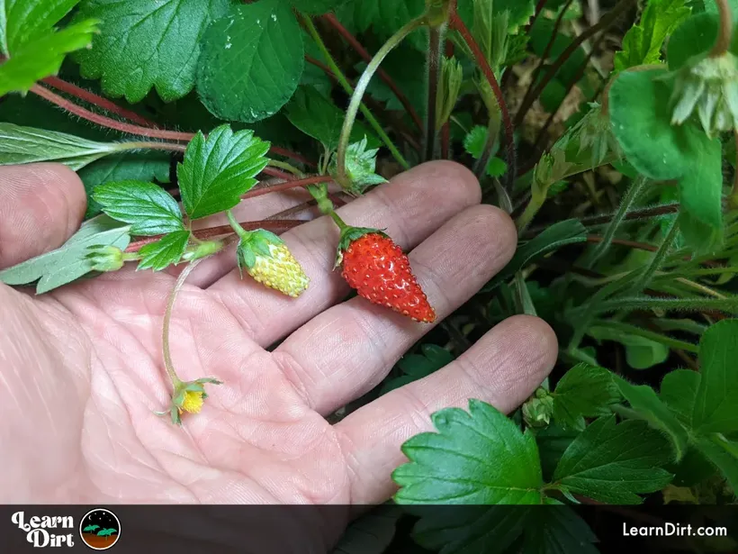 strawberries in hand small one ripe alpine one not ripe yellow and red with foliage on plant 1