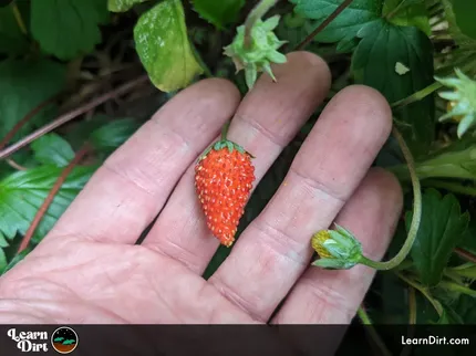 Alpine strawberries lend themselves particularly well to indoor growing, because of the long growing season required.