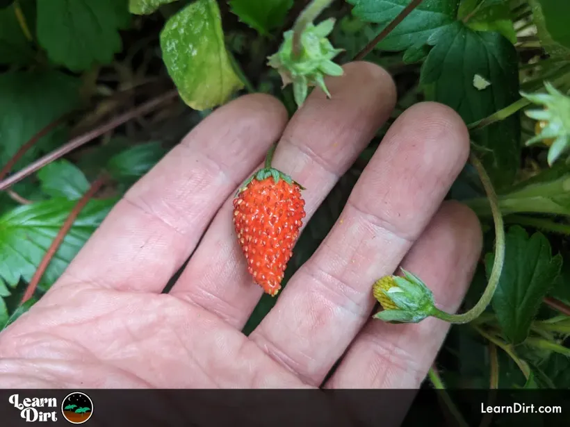 strawberry alexandria alpine variety in hand ripe still on the plant 1