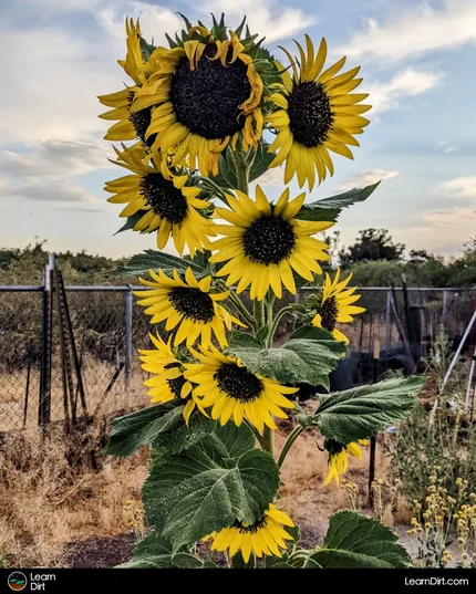 I've included this glossary of terms as a way to acquaint yourself with the wonderful world of regenerative gardening.