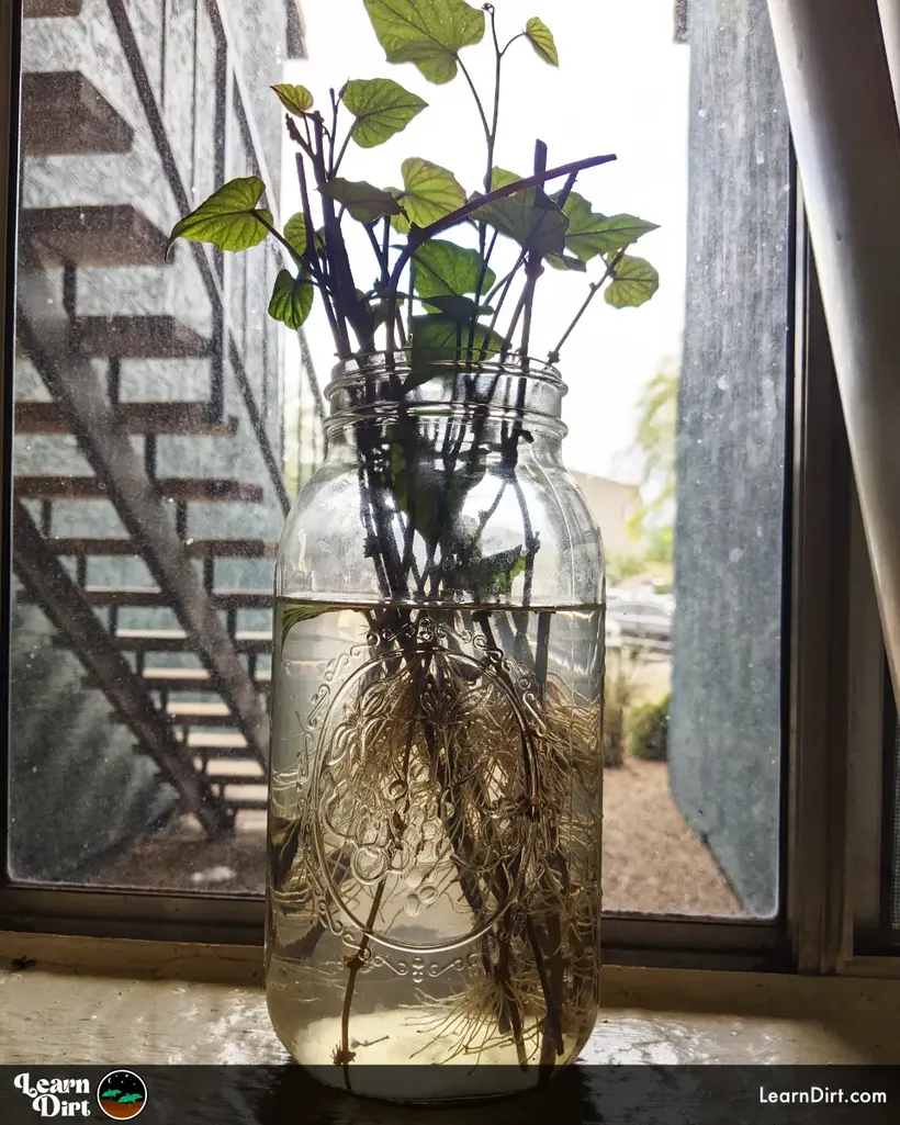 sweet potato slips rooting in mason jar of water on window sill