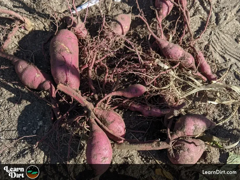 sweet potatoes purple home grown just dug up from garden laying on ground