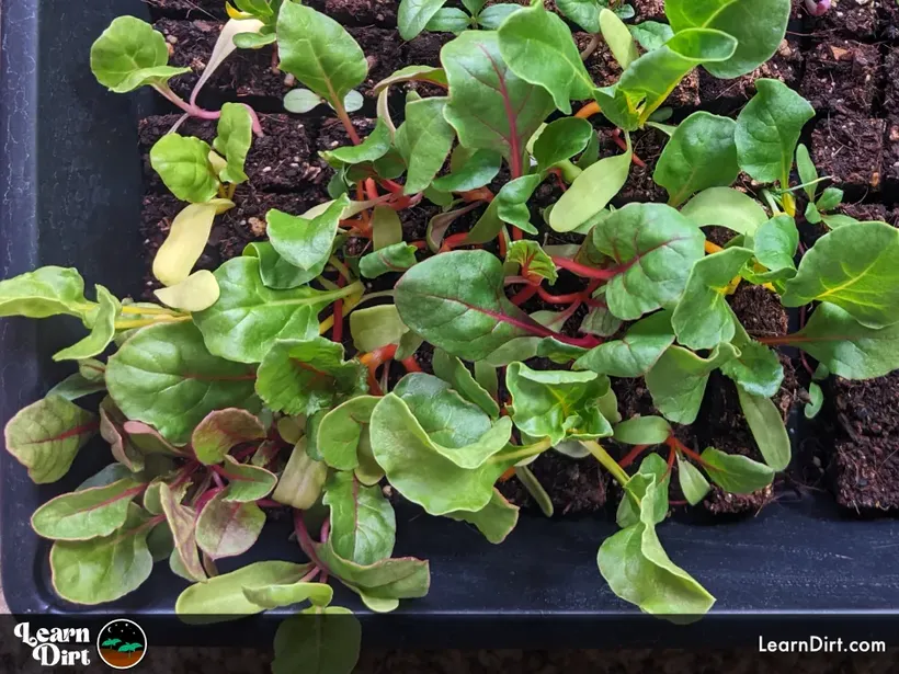 swiss chard seedlings micro soil blocks bright lights variety