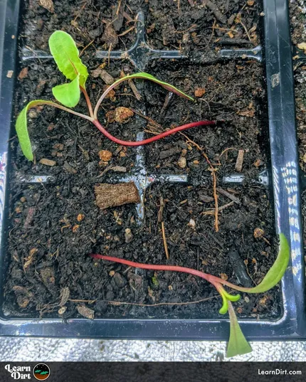 Are your Swiss chard seedlings falling over? We've got some tips and tricks here for growing great Swiss chard from seed.