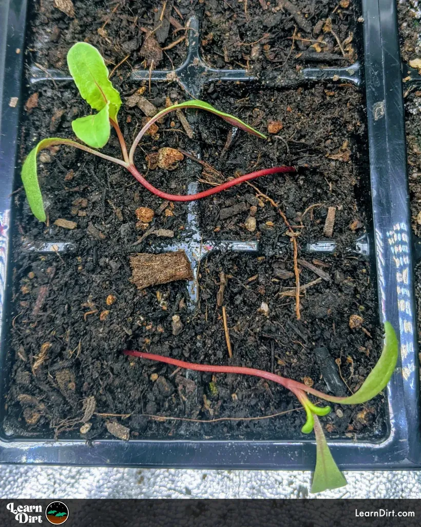 swiss chard sprouts tipping over in seedling tray