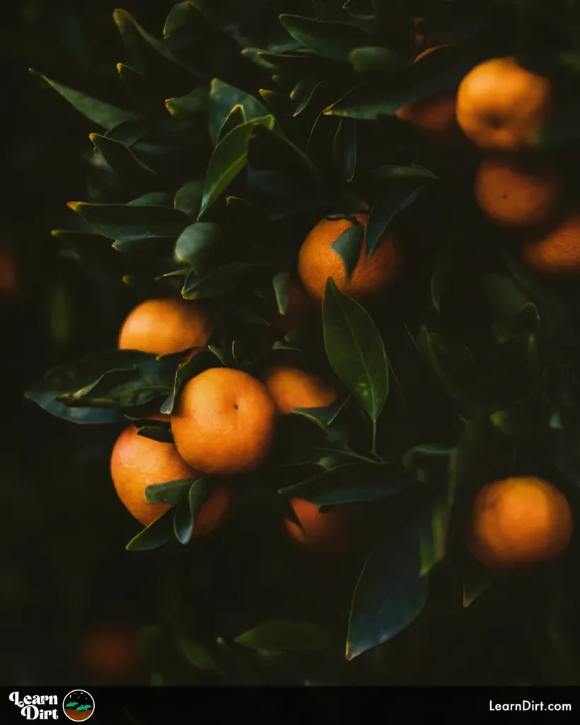 tangerines on tree organic gardening pruning trees