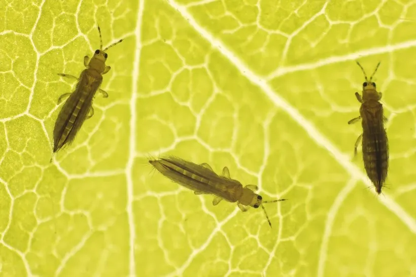 thrips on a leaf magnified