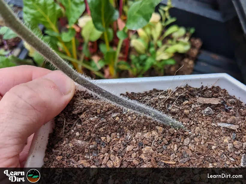 tomato stem trichomes new roots dirt colorful swiss chard background