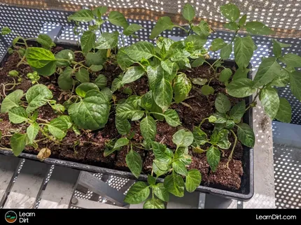 Acclimating seedlings is especially important when they're going out to harsh conditions. Let's look at how to harden them off successfully.