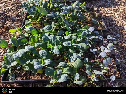 Curious whether seed-starting is worth the effort, or if it's better to buy seedlings? Let's dig into it.