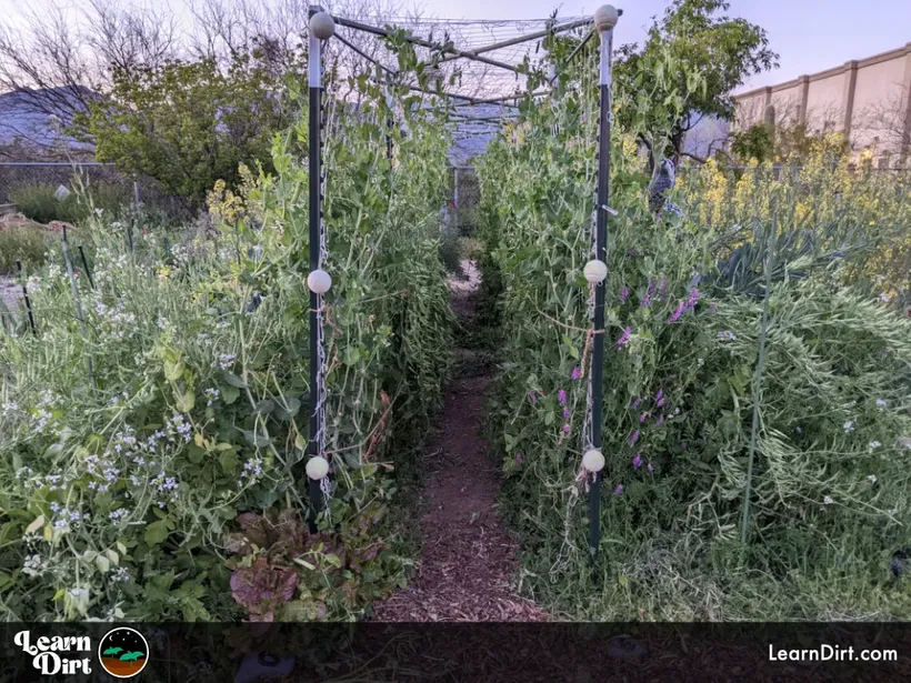 tunnel garden trellis t posts organic winter desert flowering vegetables growing up sides of narrow garden tunnel