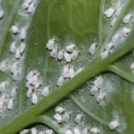 If you're looking for how to get rid of whiteflies organically, you've come to the right place. Whiteflies can be a nuisance for gardeners..