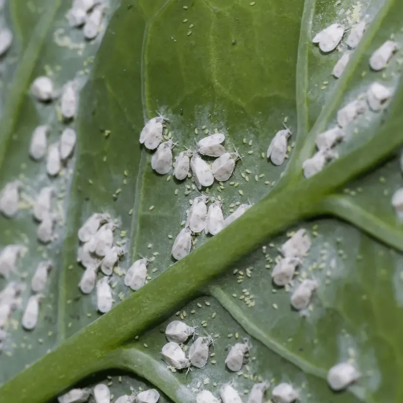 whiteflies and eggs on underside of leaf at magnification garden pest