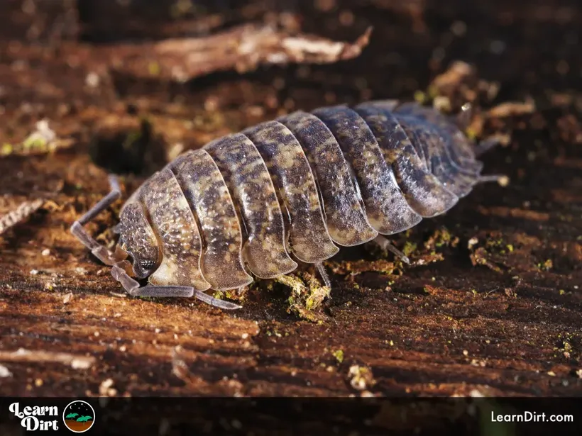 woodlice garden critter decomposer on a log detritivore woodlouse