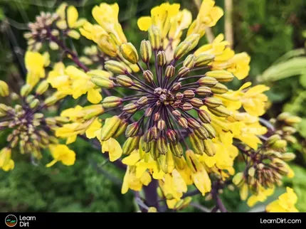 So you grew some vegetables, but now they're flowering and you don't know why. Let's talk.