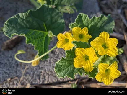 Want to know what to plant each month in Tucson? Come check out these Tucson monthly planting guides for crops and timing.