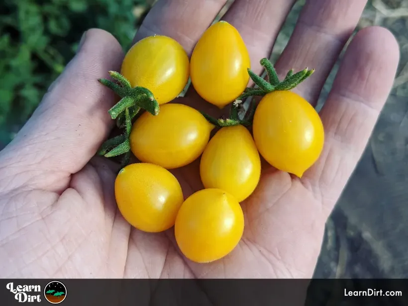 yellow pear tomatoes in palm of hand