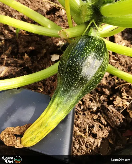 Zucchini and summer squash tips turn brown and leathery before they're ripe, you may have wondered what causes blossom end rot on zucchini.